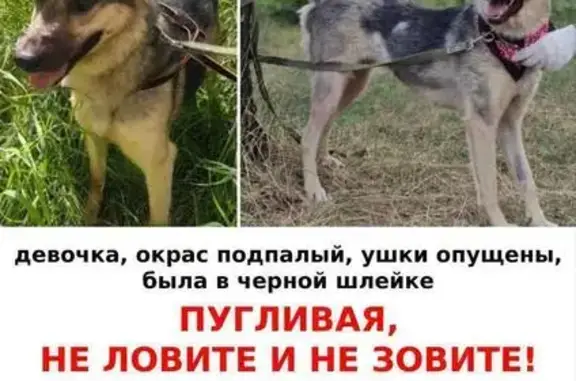 Собаки потеряшки, Москва, фото: Потеряшка собака, 3-й Лихачёвский пер., Москва