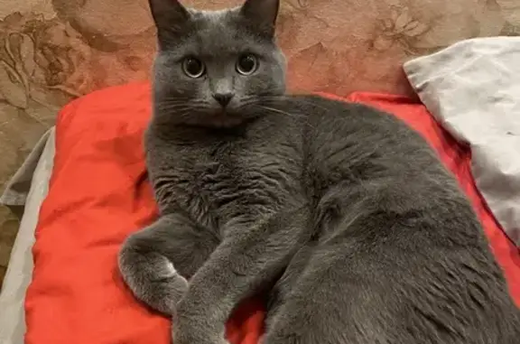 Пропала кошка, пер. Мухиной, Воронеж