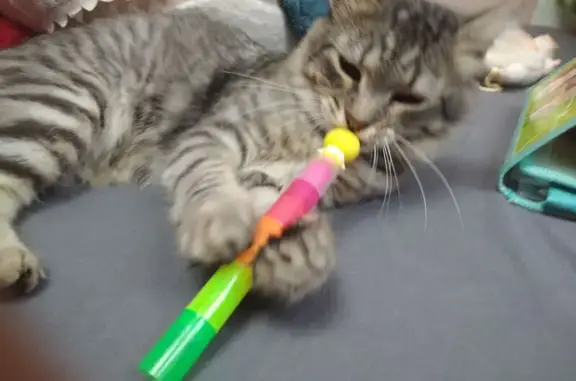 Кошки потеряшки, , фото: Потеряшка кошка, Речная ул. 31, Боровляны