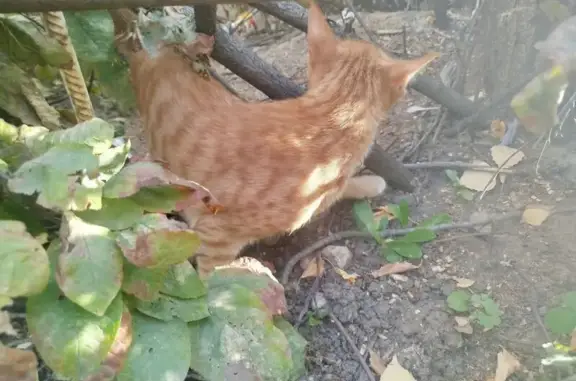 Найдена кошка, Тольятти, фото: Кот найден на ул. Карла Маркса, 32, Тольятти