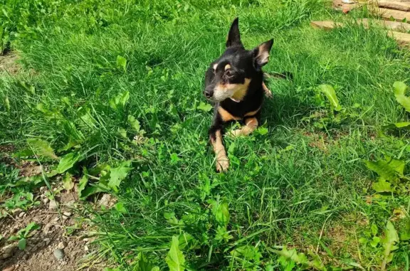 Собаки потеряшки, Кемерово, фото: Потеряшка собака, Совхозная ул., Новоискитимск