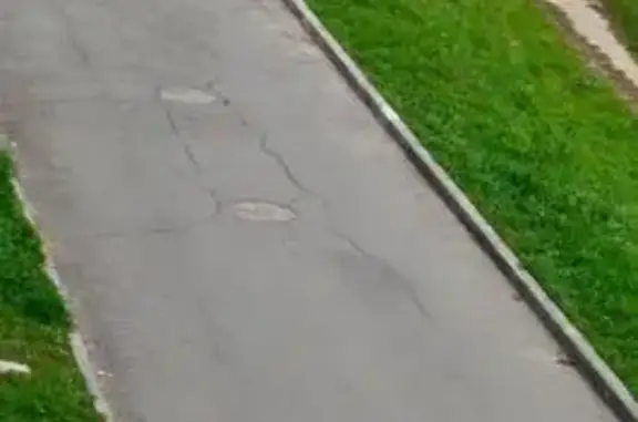 Собака найдена на ул. Герцена, Чебоксары