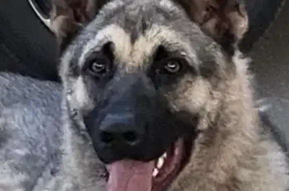 Пропала собака, Юношеская 18Г, Липецк