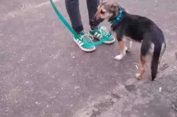 Собака найдена, Камышинская ул., Ульяновск