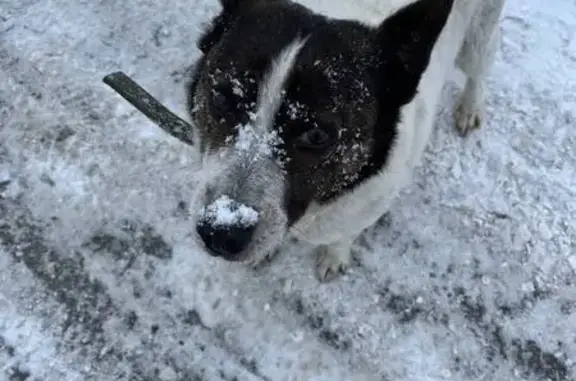 Пропала собака, Увальская ул., Курган