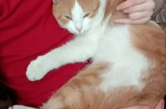 Кошки потеряшки, Рудня, фото: Потеряшка рыжая кошка, ул. 19-й Гвардейской