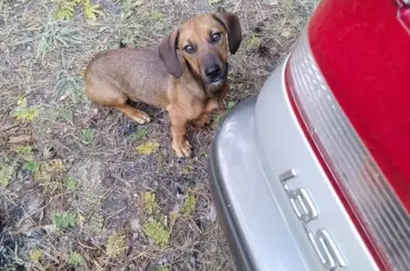 Собака найдена в лесу, п. Дровянная, Чита