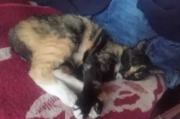 Найдена кошка, Московская область, фото: Кошка найдена в МО, окраина дач.