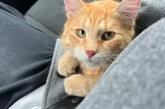 Кошка найдена на Северной улице, Покровское