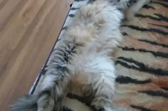 Найдена кошка, , фото: Трехцветная кошка найдена на Ладожская, 9