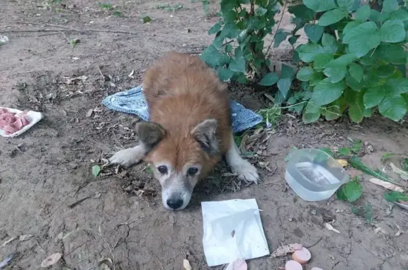 Найдена собака, Волгоград, фото: Собака найдена: ВКО ул. 8, Волгоград