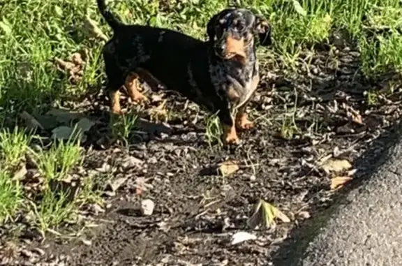 Черная такса найдена на Невского, 86