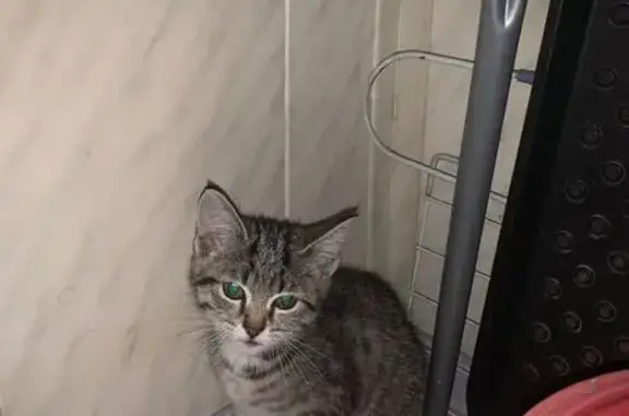 Найдена кошка, Кемеровская область, фото: Найдена кошка, Кемерово, обл. Кемеровская