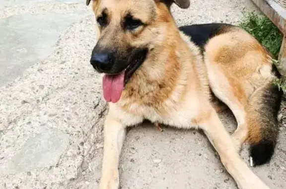 Собака найдена: ул. Афанасьева, 15, Чебоксары