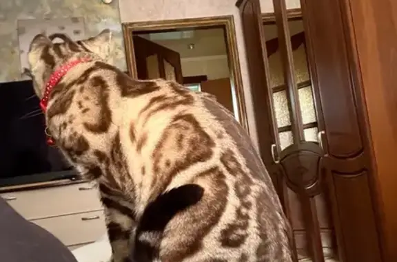 Кошки потеряшки, Белгородская область, фото: Потеряшка кошка в Чураево, Белгородская обл.