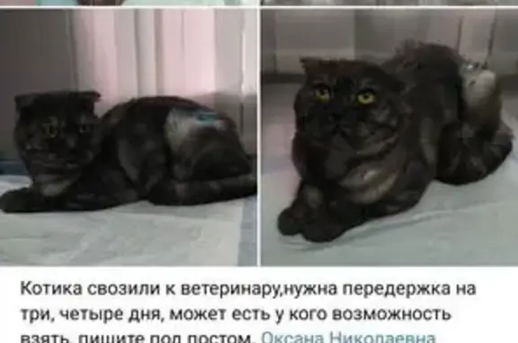 Кошка найдена: Казань, Татарстан