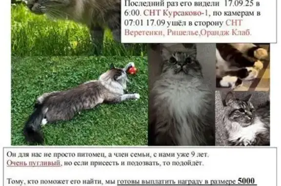 Кошки потеряшки, Московская область, фото: Потеряшка кошка в СНТ Курсаково-1, помогите!