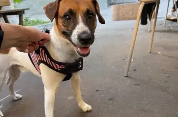 Найдена собака, Москва, фото: Спокойный пёс найден: Конный пер., 12, Москва