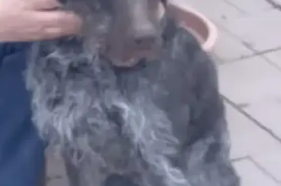 Пропала собака в лесу у д. Черемши