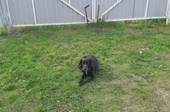 Пропала собака, Нижневартовск, Югра