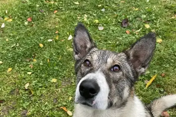 Найдена собака, Вологда, фото: Собака найдена в парке ул. Щетинина, Вологда