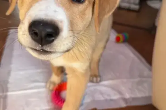 Собаки потеряшки, Московская область, фото: Потеряшка щенок в СНТ Малинки, МО