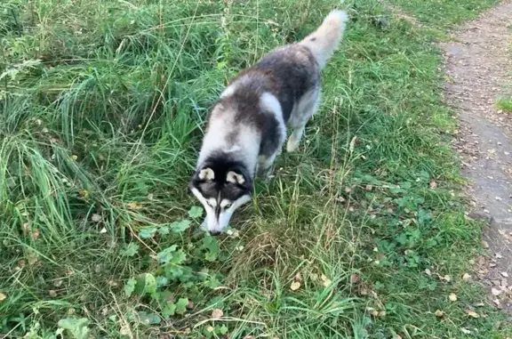 Найдена собака, Московская область, фото: Хаски найдена: Опалиха, Подмосковье