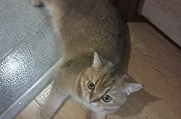 Пропала кошка, 4-й Новомихалковский 13