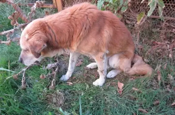 Найдена собака, Приморско-Ахтарск, фото: Собака у яхтклуба, Бульварная, Приморско-Ахтарск