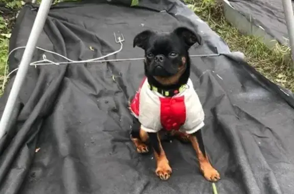 Собаки потеряшки, Нижний Новгород, фото: Потеряшка щенок Арчи, Волжская наб., НН