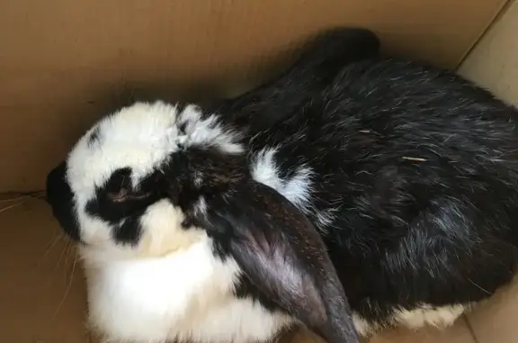 Объявления о пропавших и найденных животных, Ленинградская область, фото: Кролик найден в СНТ 