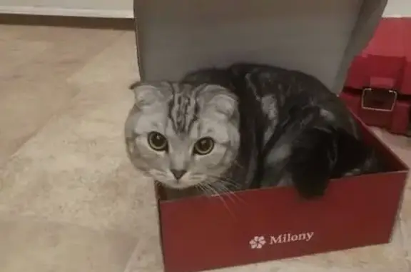 Кошки потеряшки, , фото: Потеряшка кот, ул. Крапивинская 22, Ижевск