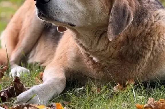 Найдена собака, Черноголовка, фото: Собака найдена в дер. Макарово, Ногинск