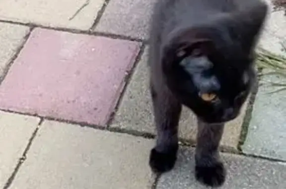 Найдена кошка, Горячий Ключ, фото: Кошка найдена на ул. Ярославского, Горячий Ключ