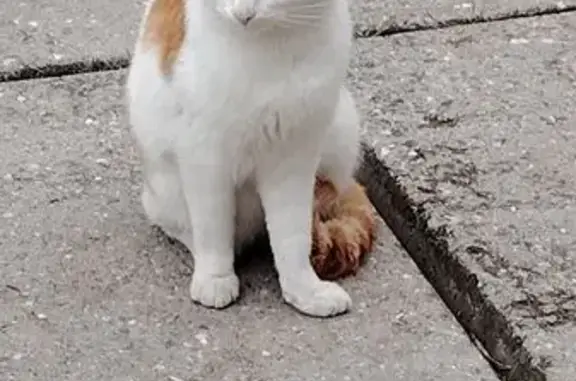 Кошки потеряшки, , фото: Потеряшка кошка Зов, Крым