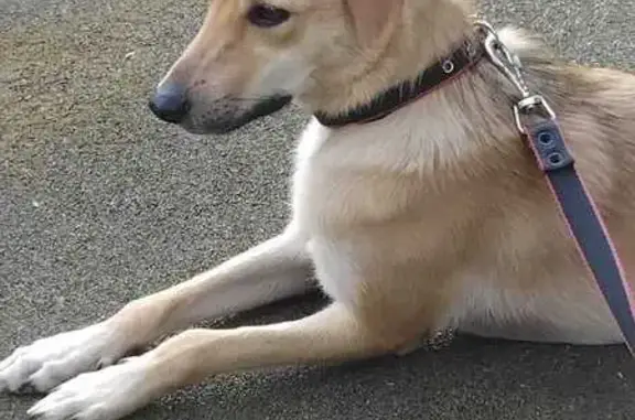 Найдена собака, Москва, ул. 1