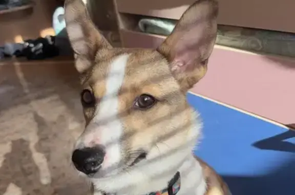 Собака найдена: ул. Грдины, Новокузнецк