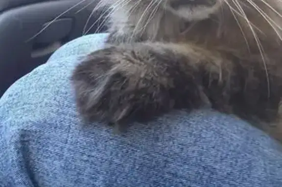 Пропала кошка, ул. Чернышевского, Киров