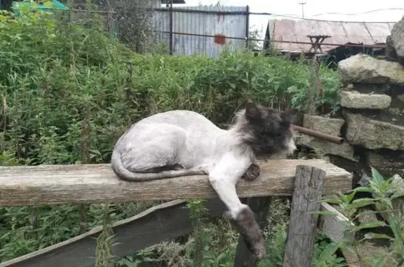 Пропала кошка, Заповедная 45, Миасс