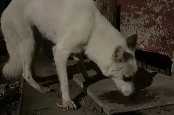 Собака найдена: ул. Баумана, 22А