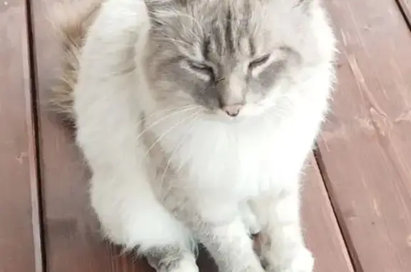Найдена кошка, Томская область, фото: Кот найден: СТ Кедр, Бригада 10, Томск