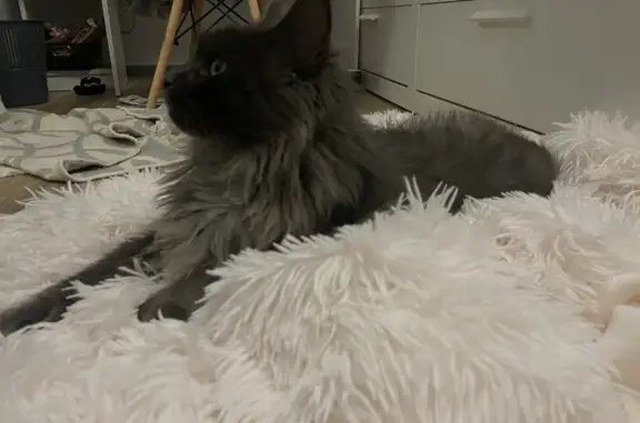 Кошки потеряшки, Краснослободск, фото: Потеряшка кошка, Краснослободск, Волгоград