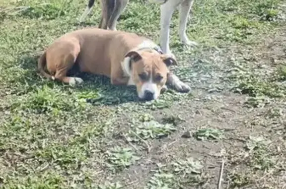 Пропала собака, Сергеевка, Приморье