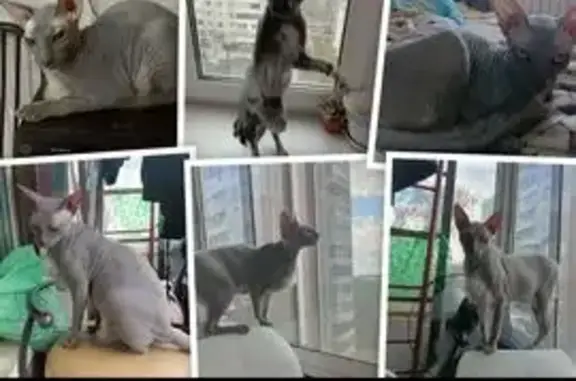 Пропала кошка Соня, ул. Коуровская, Екб