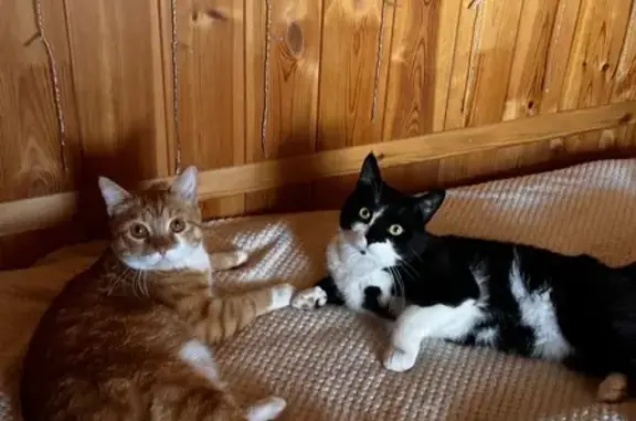 Кошки потеряшки, Искитим, фото: Потеряшка кошка, Коллективная ул., Искитим