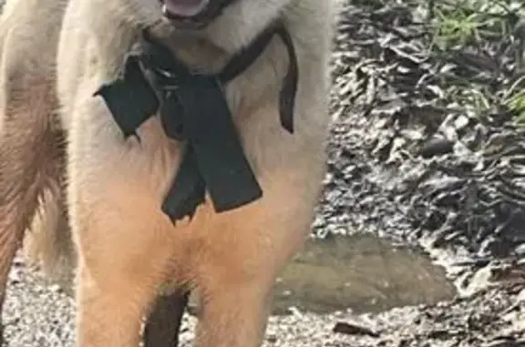 Найдена собака, Ленинградская область, фото: Собака найдена в районе карьера Оржицы