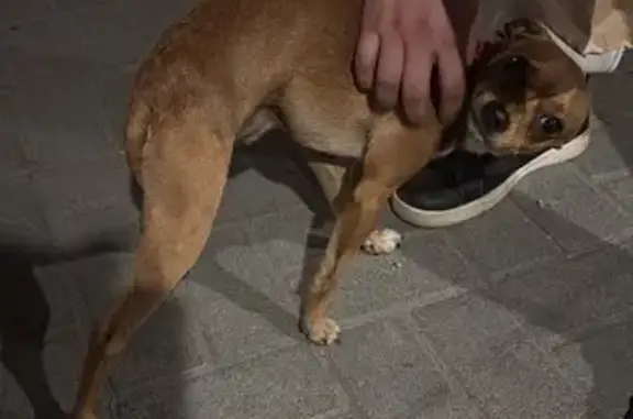 Найдена собака, Русская ул., Владивосток