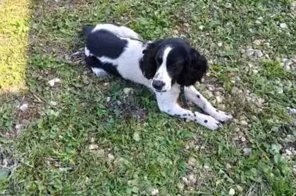 Найдена собака, Ямбирно, фото: Собака найдена: 