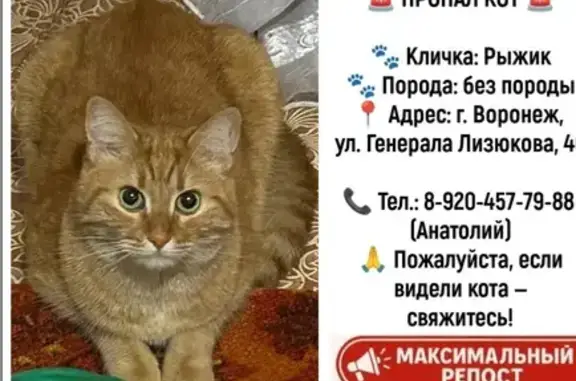 Пропала кошка, ул. Лизюкова 46, Воронеж