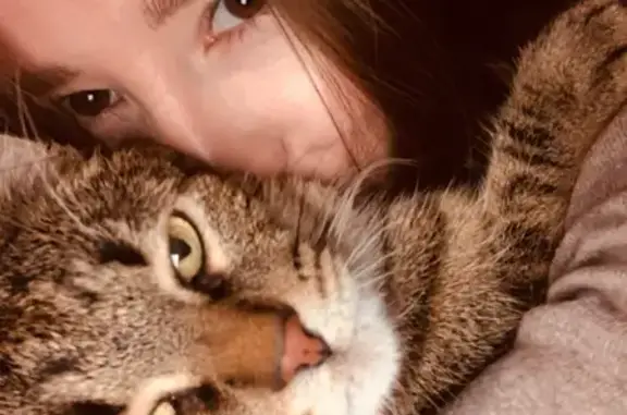 Пропала кошка, ул. Мирошникова, 3А